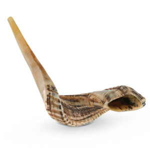 RAM SHOFAR | Authentic | Kosher Processed in Israel | Yemenite Ram Shofar